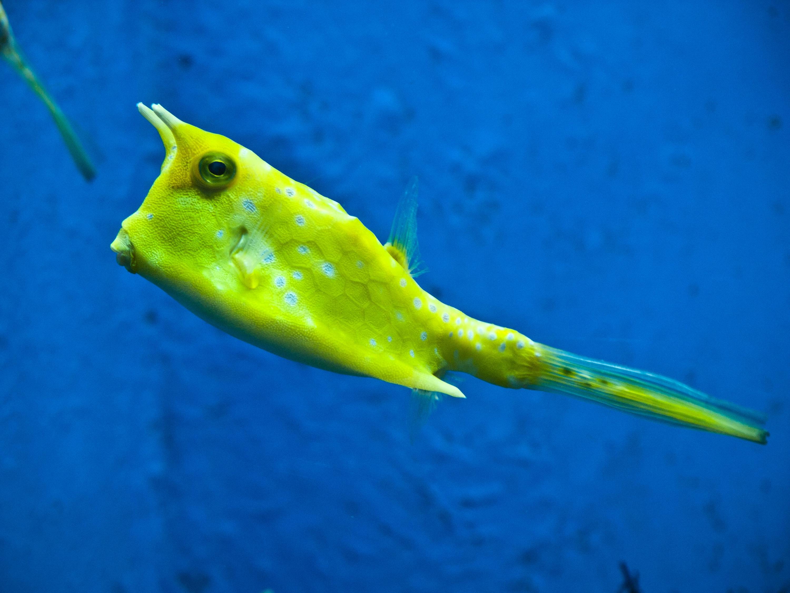 孔雀鱼繁殖箱，打造水族世界的乐园